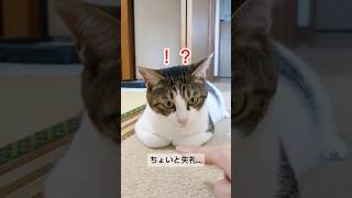 欲望まみれの主との攻防#ねこ #猫 #保護猫 #子猫 #cat