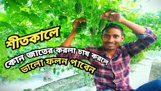 শীতকালে কিভাবে করলা চাষ করলে ভালো ফলন পাবেন। শীতকালীন সেরা কয়েকটি করলার জাত