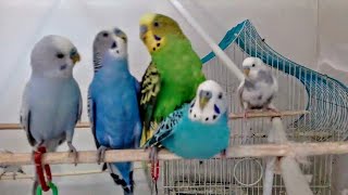 Two Male Budgies Mating