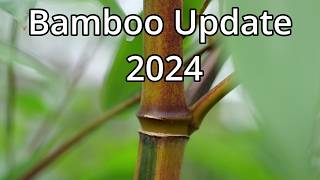 Bamboo Update 2024