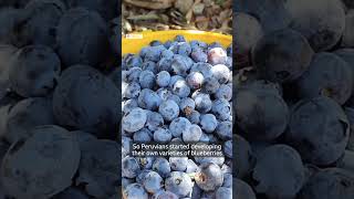 How a country with no blueberries became the world's top exporter - BBC World Service #shorts