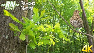 Звуки Природы: Пение Птиц, Голоса Птиц - Поёт Певчий Дрозд (Turdus philomelos)