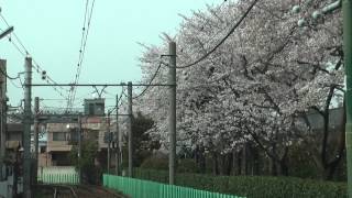 【都電】荒川線前面展望　荒川自然公園桜並木の様子（早稲田方向）