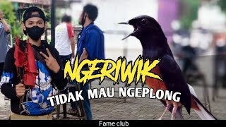 perawatan dan setingan murai hanya ngeriwik saja tidak mau ngeplong