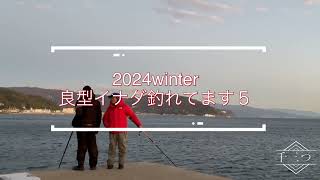 2024 Winter 良型イナダ釣れてます５　（伊豆　伊東港　堤防　泳がせ釣り　カマス　ワラサ　ブリ）