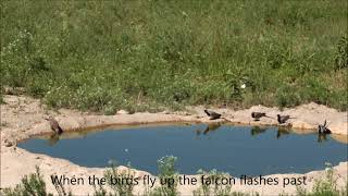 Lanner falcon hunts doves at waterhole, Botswana