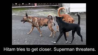 MATE-GUARDING: dogs breeding in Bali