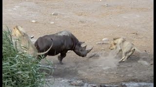 Rhino vs Lion real Fight - Wild Animals Attack