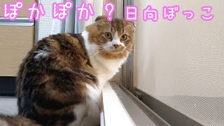 窓を開けて換気したら、猫が日向ぼっこしにきたw　寒くないの？？【マンチカン りり】