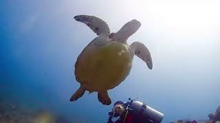 今日のカメさん★ TAKUDIVE石垣島