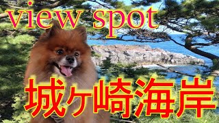 【伊豆　城ヶ崎海岸】伊豆で絶対外せないビュースポット🌊【Izu Jogasaki Beach】 A must-see spot in Izu🌊