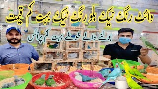 وائٹ رنگ نیک بلو ڈرگ یلو رنگ اور بولنے والے طوتے بہت کم پرائس پر فیضان بھائی کی ایک بڑی ڈیل