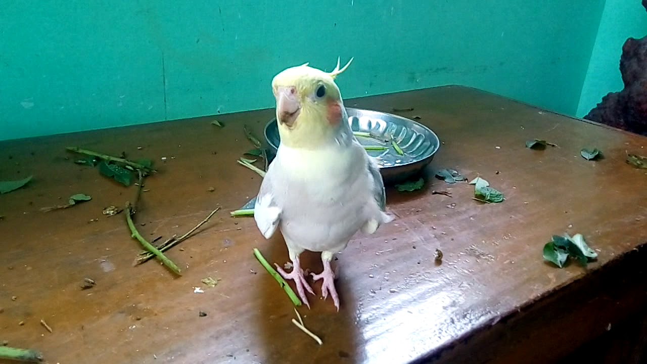 Happy Cockatiel Singing And Playing Youtube