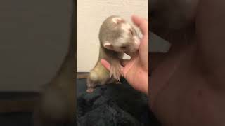 フェレット vs 飼い主の手-Ferret vs my hand　#Shorts