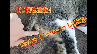 【ご視聴注意】 猫の ω をつんつん (´っ･ω･)っ してみた／[Caution] I tried to poke the cat's ω (´っ・ω・)っ.