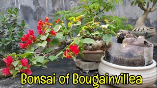 ।।Naihati Pet Market✨।। Some Unique Bonsai Plant Collection।।Bonsai Trees Collection।।