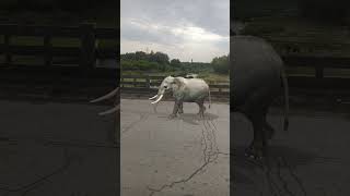 hathi sadak par jata vah bacche#viral