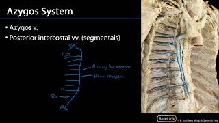 Posterior Mediastinum Dissection Supplement - Veins