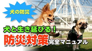 愛犬と一緒に生き延びるための防災対策マニュアル【ペットの防災ケア】