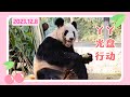 丫丫12月8日最新视频 - 丫丫将光盘行动进行到底 Beijing Zoo official release Ya Ya video 20231208