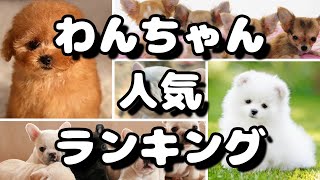 人気犬種ランキング 飼いやすいワンちゃんは？