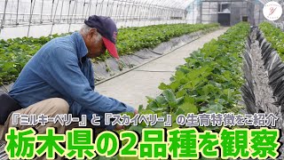 「いちご栽培 いちご農家」栃木県の2品種を観察！※ミルキーベリーとスカイベリーの生育状況をご紹介