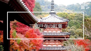 三室戸寺の紅葉