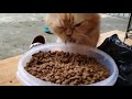 Mukbang 1 toples jumbo makanan kucing persia oren #shorts