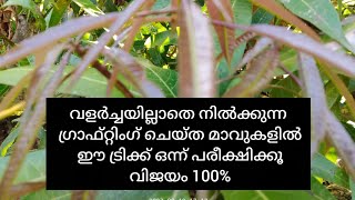 നഴ്സറിയിൽ നിന്നും വാങ്ങിയ മാവ് വാങ്ങിയ പടി വളർച്ച ഇല്ലാതെ നിൽപ്പാണോ?  ഈ സൂത്രം ഒന്ന് പരീക്ഷിക്ക്