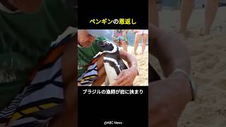 人間とペンギン奇跡のような出会い#珍事件 #おもしろ #animals #動物 #漁師 #里帰り#帰宅