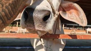 Crazy Cow Play At The Goshala At Govardhan Eco Village | Walking To The Ayurvedic Cafe #ISKCON