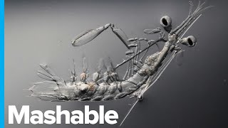 How Microscopes Are Opening a Door Into an Invisible Universe - Genius Moments