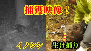 【捕獲の瞬間】新人さんイノシシの鼻取り\u0026生け捕り初体験　トレイルカメラTrail camera