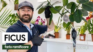 2 trucchi per far ramificare e rinfoltire il Ficus! 🔥