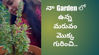 మరువం మొక్కను  పెంచుకోవడం ఎలా ? cares about marjoram plant..