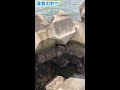 【穴釣り】テトラ釣りで巨大高級魚が‼️ shorts 清貴の釣り 清貴日記