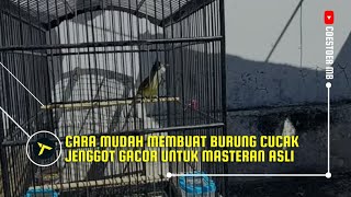 Cara Merawat Burung Cucak Jenggot Supaya Gacor Untuk Masteran Murai Batu