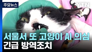 서울서 두 번째 '고양이 AI' 의심 사례...긴급 방역조치 / YTN