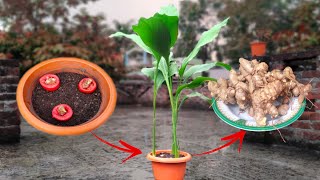 How To Grow Mango Ginger With Help Of Tomatoes || আম আদা গাছ তারাতারি ফলানোর জন্য কী ব্যাবহার করবেন?