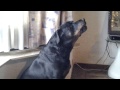 rottweiler singing someone like you adele