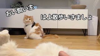 ハーネス練習をすると犬みたいにお散歩したいアピールする猫が現れます