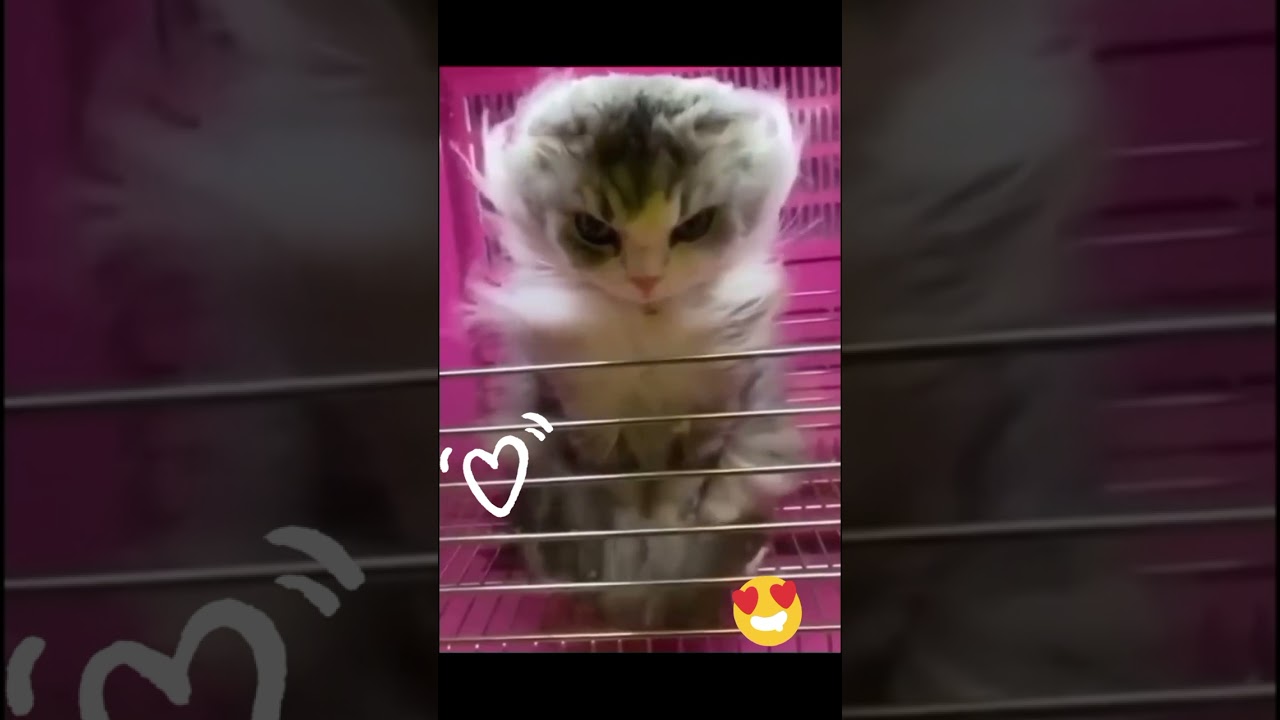 Funny Animal Videos ёяшв Try Not To Laugh ёядг Funniest Cats And Dogs Videos