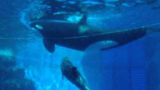 名古屋港水族館のシャチのナミが垢こすり中？！（2010年9月18日撮影）