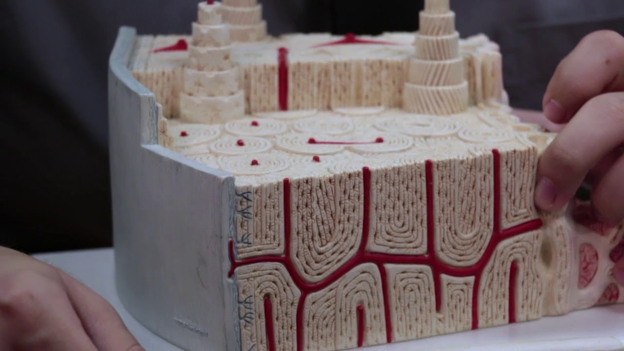 Bone Structure Youtube