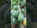 papaya tree #amazing #fruit #plants #viralvideo #shortsyoutube