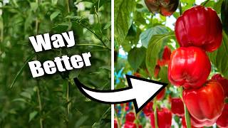 Pepper Growing Mistakes That Ruin Harvests