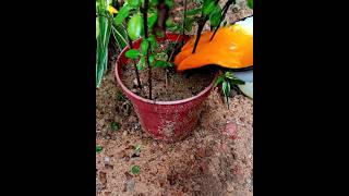 Tulsi Plant তুলসী গাছের হলুদ দিলে কি হয় দেখুন - Unknown Uses of Turmeric Powder For Plant