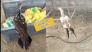 Parrot Beak Long Tail Hens | 9121838437 | Video 1021 | Rythu Market 1