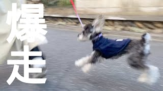 【シュナウザー】お散歩が好きすぎてテンションMAXになってる犬 schnauzer