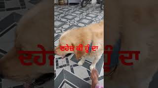 ਉਹ ਲੋਕ ਲੈਂਦੇ ਨੇ ਜੋ ਆਪ ਕੁਝ ਕਰ ਨਹੀਂ ਸਕਦੇ #funny #punjabipost #funnyvideos #doglover #funnyvideos #fu